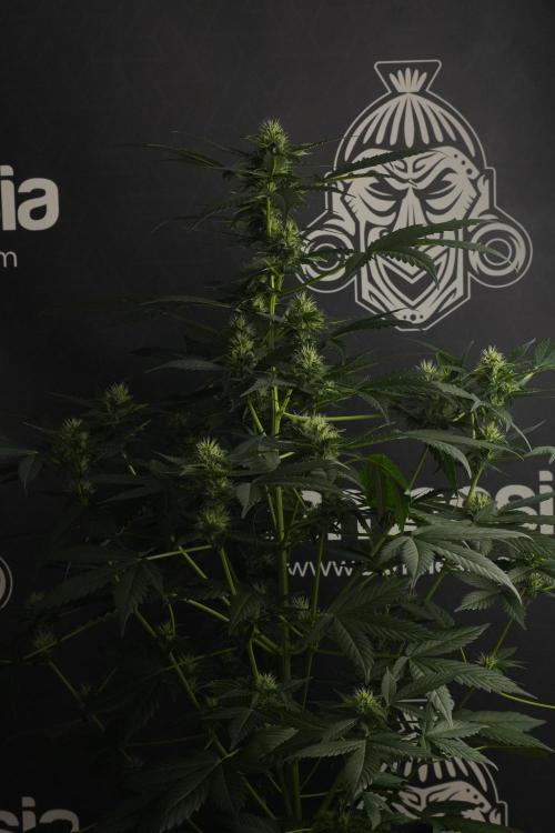 Pheno B Frosted Guava Auto By Zamnesia. Week 7 - Frosted Guava Auto plant B
