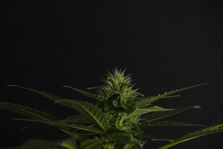 Pheno B Frosted Guava Auto By Zamnesia. Week 7 - Frosted Guava Auto plant B