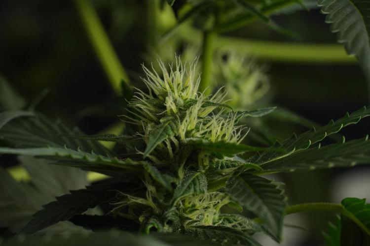 Pheno B Frosted Guava Auto By Zamnesia. Week 7 - Frosted Guava Auto plant B