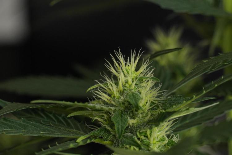Pheno B Frosted Guava Auto By Zamnesia. Week 7 - Frosted Guava Auto plant B