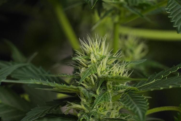 Pheno B Frosted Guava Auto By Zamnesia. Week 7 - Frosted Guava Auto plant B