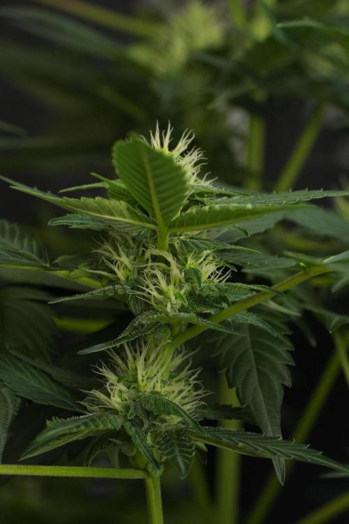 Pheno B Frosted Guava Auto By Zamnesia. Week 7 - Frosted Guava Auto plant B