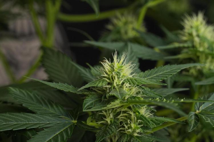 Pheno B Frosted Guava Auto By Zamnesia. Week 7 - Frosted Guava Auto plant B