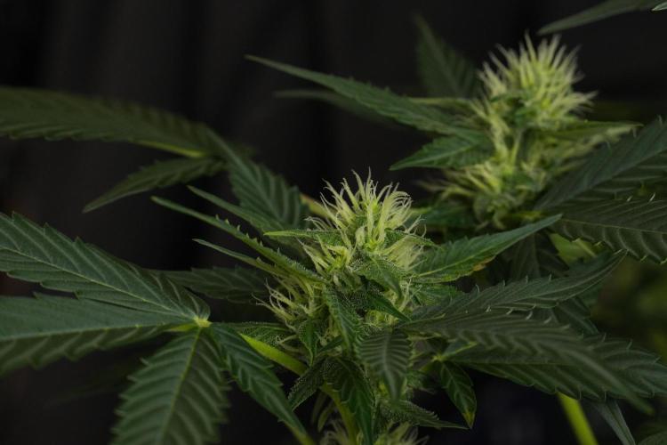 Pheno B Frosted Guava Auto By Zamnesia. Week 7 - Frosted Guava Auto plant B