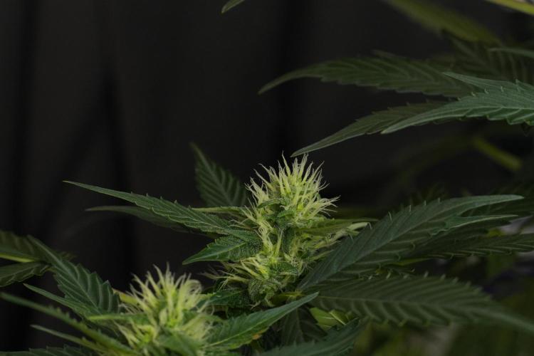 Pheno B Frosted Guava Auto By Zamnesia. Week 7 - Frosted Guava Auto plant B
