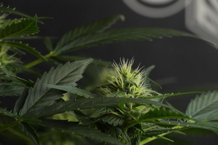 Pheno B Frosted Guava Auto By Zamnesia. Week 7 - Frosted Guava Auto plant B
