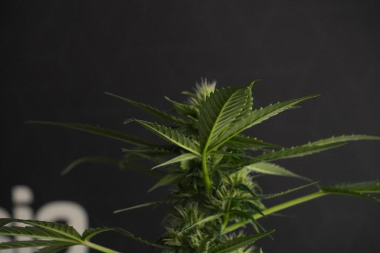 Pheno B Frosted Guava Auto By Zamnesia. Week 7 - Frosted Guava Auto plant B