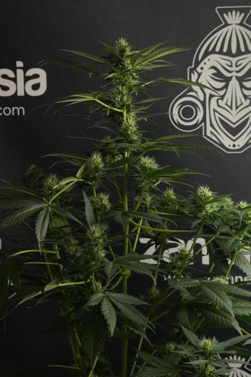 Pheno B Frosted Guava Auto By Zamnesia. Week 7 - Frosted Guava Auto plant B