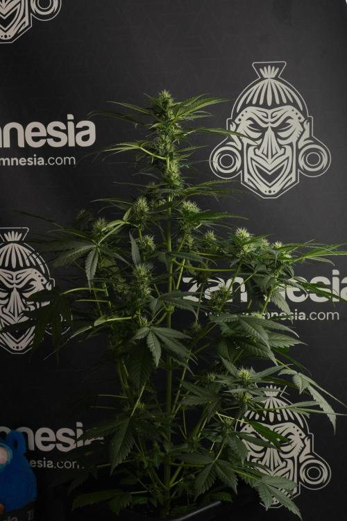 Pheno B Frosted Guava Auto By Zamnesia. Week 7 - Frosted Guava Auto plant B