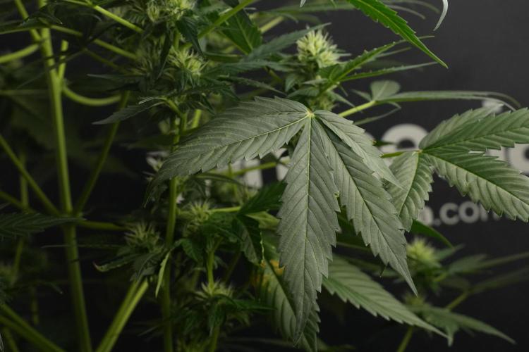 Pheno B Frosted Guava Auto By Zamnesia. Week 7 - Frosted Guava Auto plant B