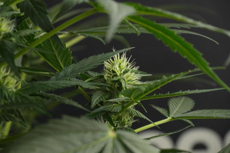 Pheno B Frosted Guava Auto By Zamnesia. Week 7 - Frosted Guava Auto plant B