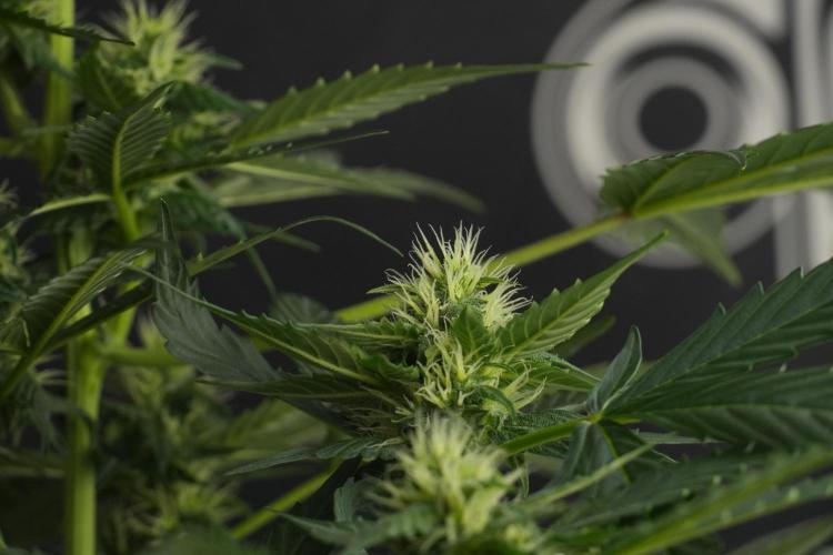 Pheno B Frosted Guava Auto By Zamnesia. Week 7 - Frosted Guava Auto plant B