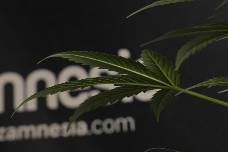 Pheno B Frosted Guava Auto By Zamnesia. Week 7 - Frosted Guava Auto plant B