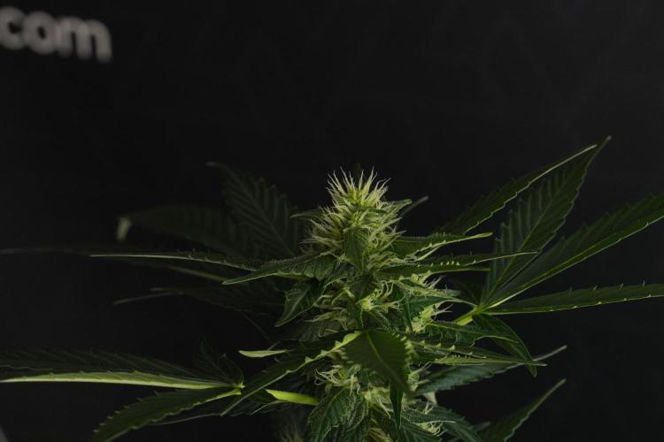 Pheno B Frosted Guava Auto By Zamnesia. Week 7 - Frosted Guava Auto plant B