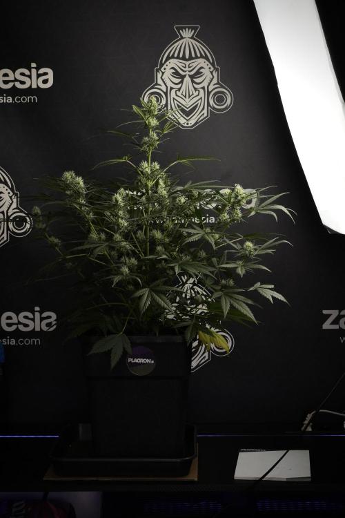 Pink Rosay Auto By Zamnesia Pheno A. Week 7 - Pink Rosay Auto Pheno A