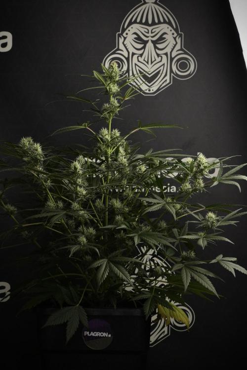 Pink Rosay Auto By Zamnesia Pheno A. Week 7 - Pink Rosay Auto Pheno A