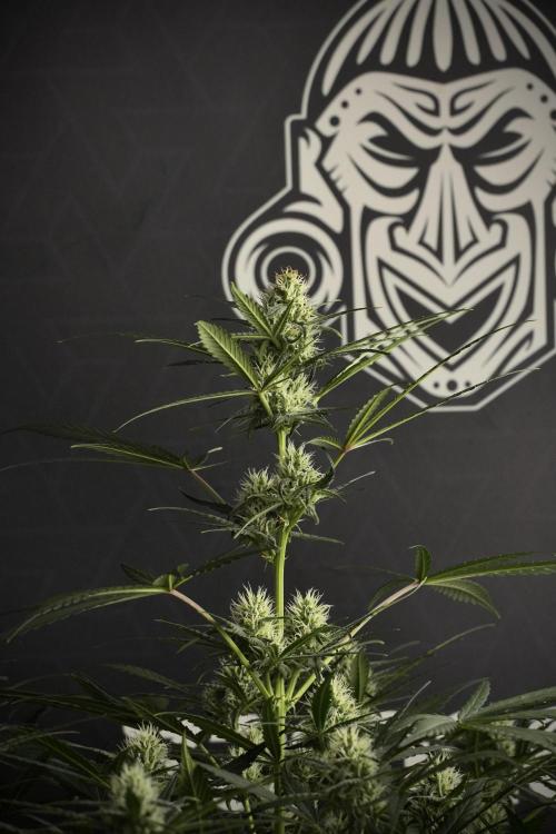 Pink Rosay Auto By Zamnesia Pheno A. Week 7 - Pink Rosay Auto Pheno A