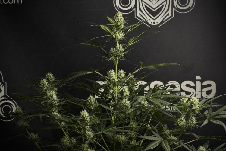 Pink Rosay Auto By Zamnesia Pheno A. Week 7 - Pink Rosay Auto Pheno A