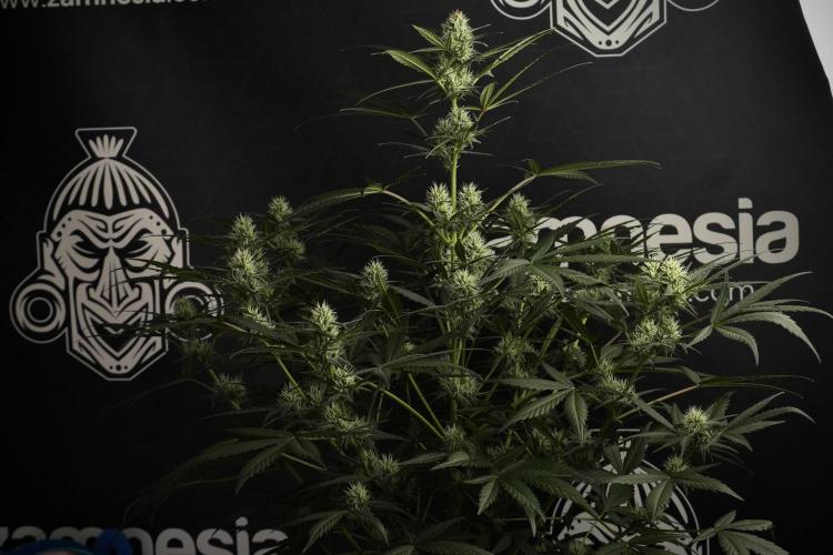 Pink Rosay Auto By Zamnesia Pheno A. Week 7 - Pink Rosay Auto Pheno A