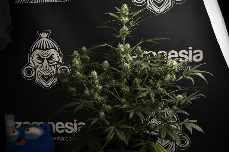 Pink Rosay Auto By Zamnesia Pheno A. Week 7 - Pink Rosay Auto Pheno A
