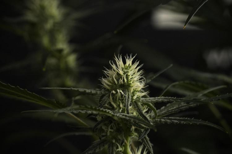 Pink Rosay Auto By Zamnesia Pheno A. Week 7 - Pink Rosay Auto Pheno A