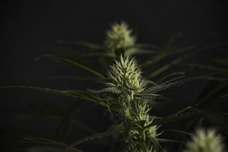 Pink Rosay Auto By Zamnesia Pheno A. Week 7 - Pink Rosay Auto Pheno A