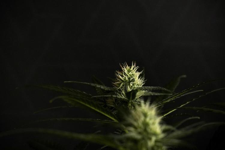Pink Rosay Auto By Zamnesia Pheno A. Week 7 - Pink Rosay Auto Pheno A
