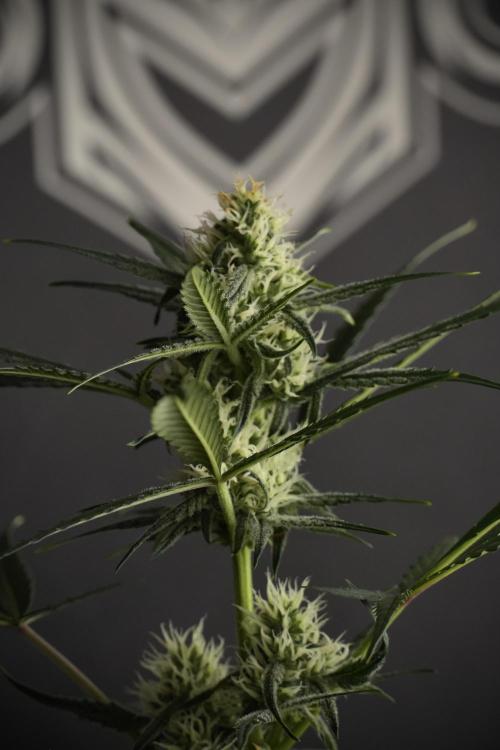 Pink Rosay Auto By Zamnesia Pheno A. Week 7 - Pink Rosay Auto Pheno A