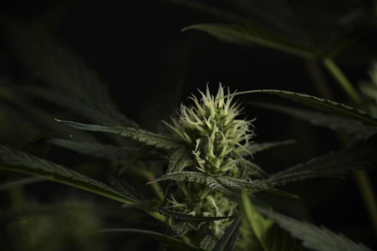 Pink Rosay Auto By Zamnesia Pheno A. Week 7 - Pink Rosay Auto Pheno A