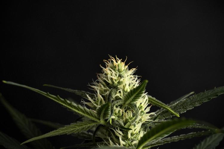 Pink Rosay Auto By Zamnesia Pheno A. Week 7 - Pink Rosay Auto Pheno A