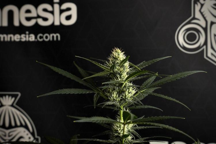 Pink Rosay Auto By Zamnesia Pheno A. Week 7 - Pink Rosay Auto Pheno A