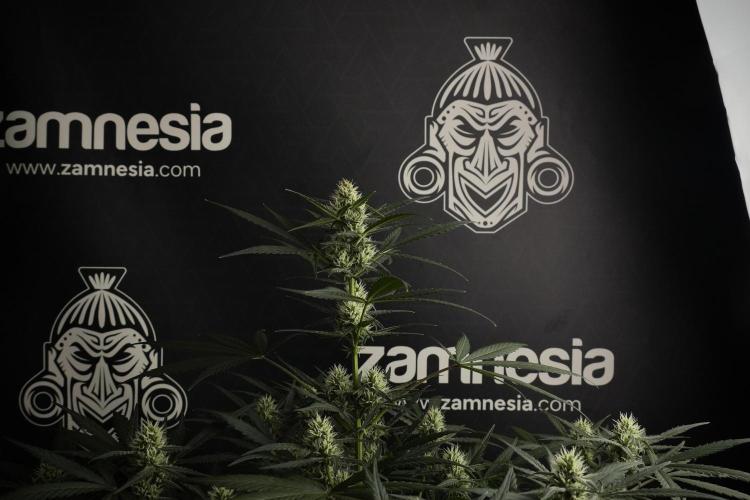 Pink Rosay Auto By Zamnesia Pheno A. Week 7 - Pink Rosay Auto Pheno A