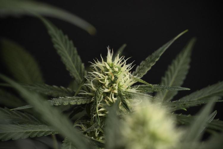 Pink Rosay Auto By Zamnesia Pheno A. Week 7 - Pink Rosay Auto Pheno A