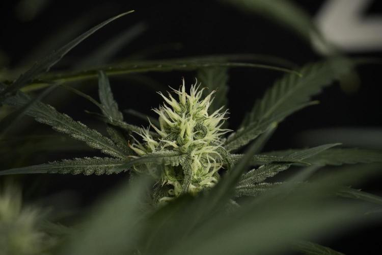 Pink Rosay Auto By Zamnesia Pheno A. Week 7 - Pink Rosay Auto Pheno A