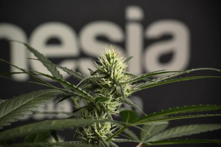 Pink Rosay Auto By Zamnesia Pheno A. Week 7 - Pink Rosay Auto Pheno A
