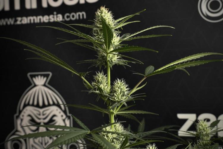 Pink Rosay Auto By Zamnesia Pheno A. Week 7 - Pink Rosay Auto Pheno A