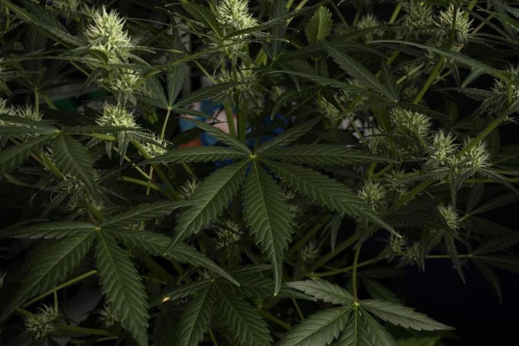 Pink Rosay Auto By Zamnesia Pheno A. Week 7 - Pink Rosay Auto Pheno A