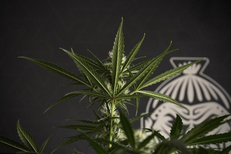 Pink Rosay Auto By Zamnesia Pheno A. Week 7 - Pink Rosay Auto Pheno A