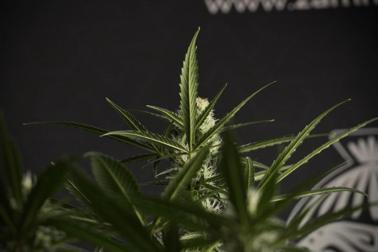Pink Rosay Auto By Zamnesia Pheno A. Week 7 - Pink Rosay Auto Pheno A