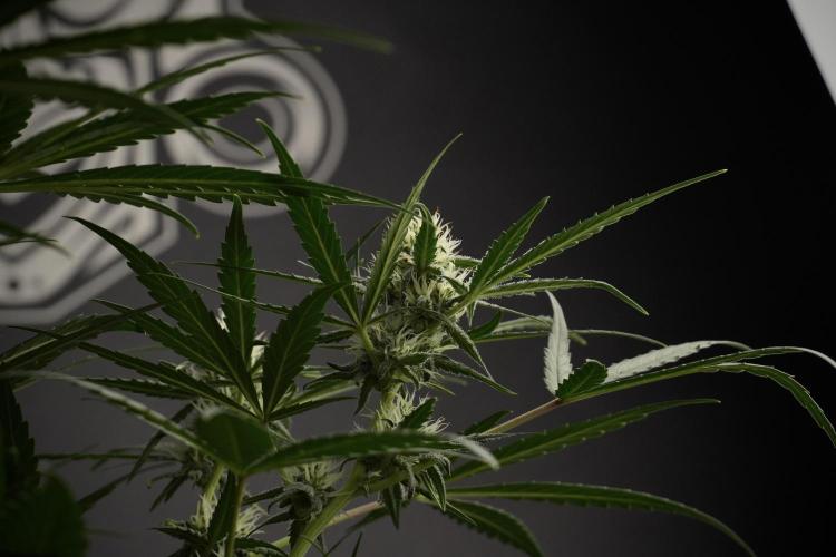 Pink Rosay Auto By Zamnesia Pheno A. Week 7 - Pink Rosay Auto Pheno A