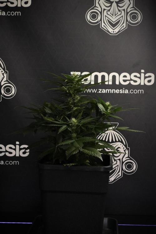 Pheno B Pink Rosay Auto By Zamnesia. Week 7 - Pink Rosay Auto Pheno B 