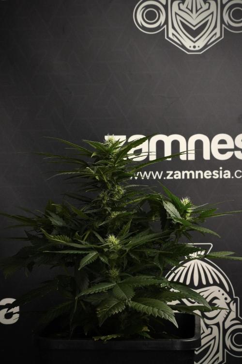 Pheno B Pink Rosay Auto By Zamnesia. Week 7 - Pink Rosay Auto Pheno B 