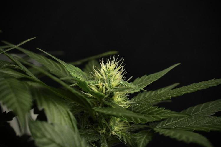 Pheno B Pink Rosay Auto By Zamnesia. Week 7 - Pink Rosay Auto Pheno B 