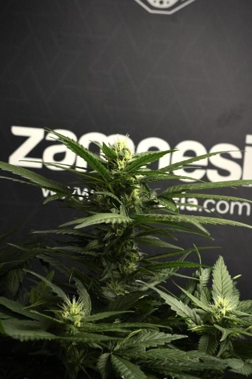 Pheno B Pink Rosay Auto By Zamnesia. Week 7 - Pink Rosay Auto Pheno B 