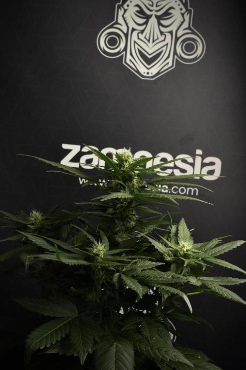 Pheno B Pink Rosay Auto By Zamnesia. Week 7 - Pink Rosay Auto Pheno B 