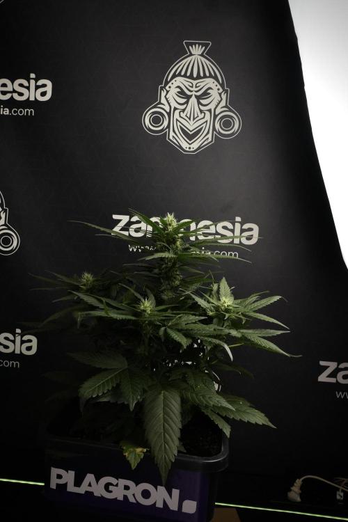 Pheno B Pink Rosay Auto By Zamnesia. Week 7 - Pink Rosay Auto Pheno B 