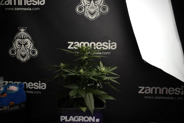 Pheno B Pink Rosay Auto By Zamnesia. Week 7 - Pink Rosay Auto Pheno B 