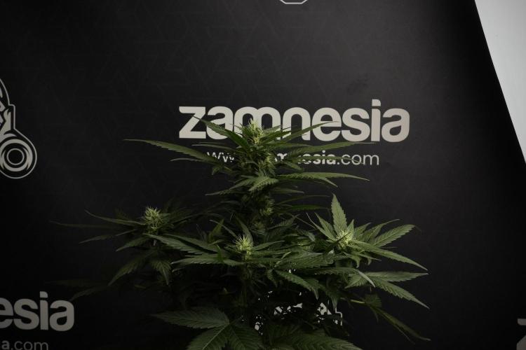 Pheno B Pink Rosay Auto By Zamnesia. Week 7 - Pink Rosay Auto Pheno B 