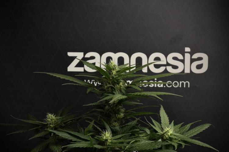 Pheno B Pink Rosay Auto By Zamnesia. Week 7 - Pink Rosay Auto Pheno B 