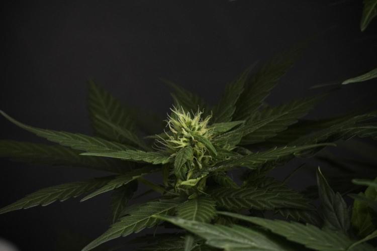 Pheno B Pink Rosay Auto By Zamnesia. Week 7 - Pink Rosay Auto Pheno B 